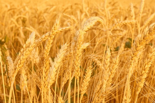 wheat